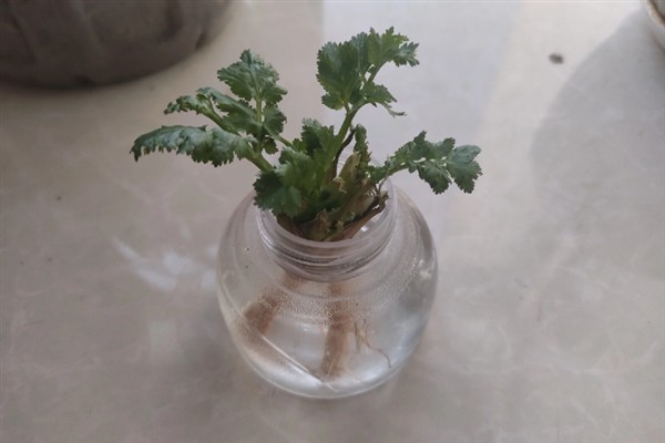 香菜的水培方法，每隔2天换一次水