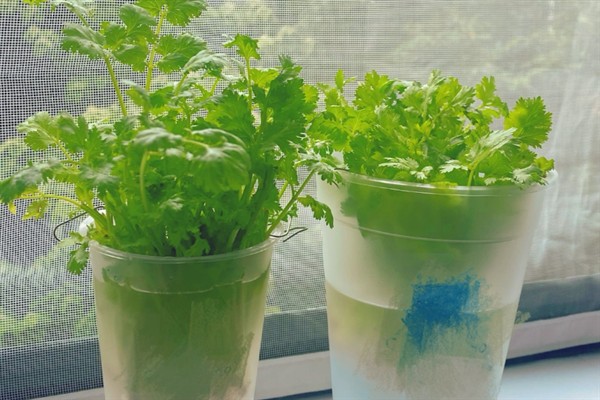 香菜的水培方法，每隔2天换一次水