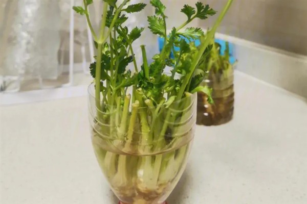 香菜的水培方法，每隔2天换一次水