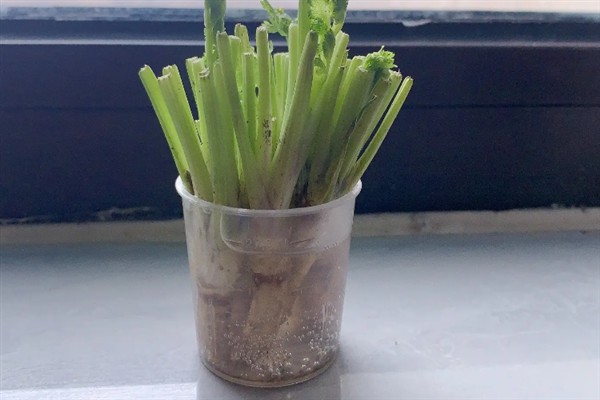 香菜的水培方法，每隔2天换一次水
