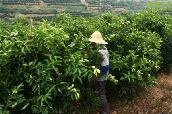 指橙需要多久才会挂果，养殖得当经过5年左右就会结出果实