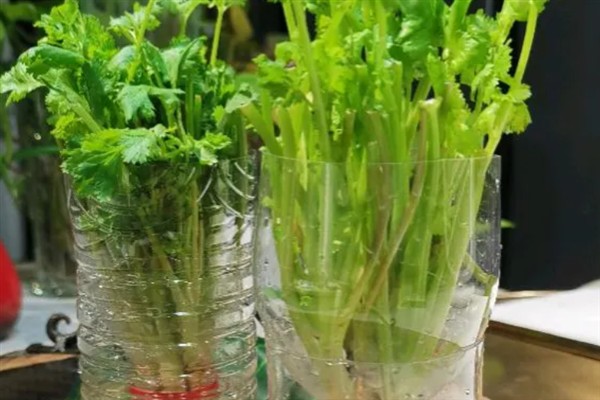 香菜的水培方法，每隔2天换一次水