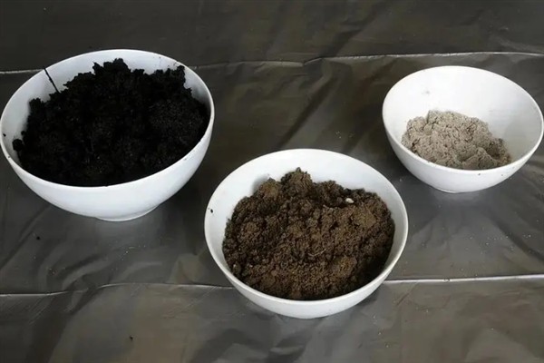 香菜的水培方法，每隔2天换一次水