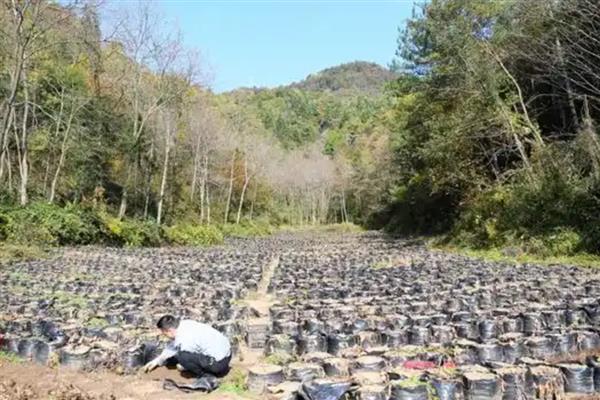 魔芋怎么进行袋式种植，对基质消毒后再装袋栽培