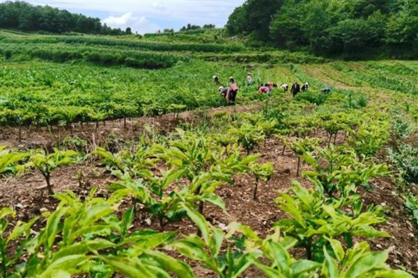 魔芋怎么进行袋式种植，对基质消毒后再装袋栽培