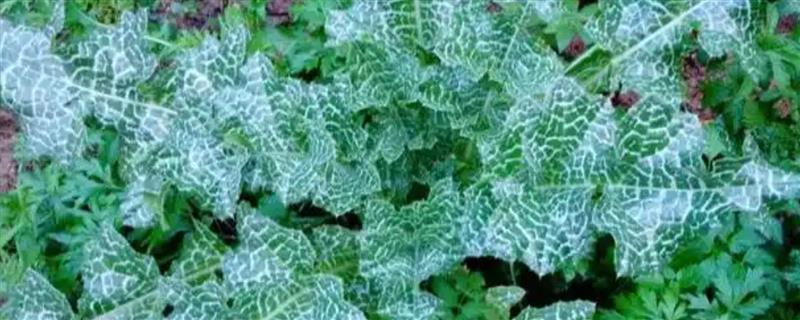 豹纹草怎么栽培，前期追施尿素和过磷酸钙