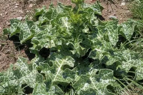 豹纹草怎么栽培，前期追施尿素和过磷酸钙