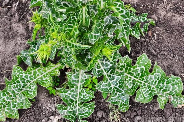 豹纹草怎么栽培，前期追施尿素和过磷酸钙