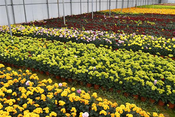 四月开的花，有牡丹、君子兰等