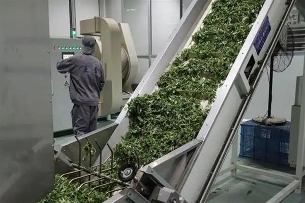 茶叶加工机械的保养和维修方法，杀青机的链条松动后可以去掉几节