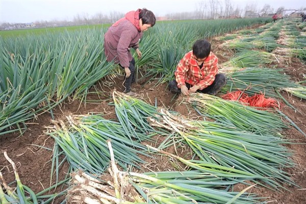 大葱如何栽种，通常是在春秋两季进行