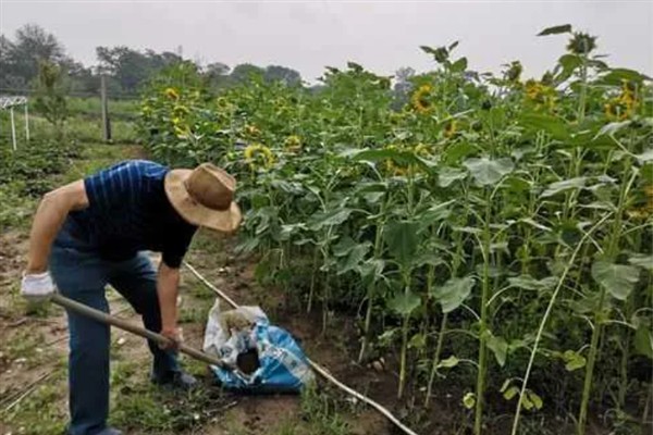 多头向日葵要不要掐头，养殖期间无需做掐头处理