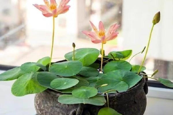 养殖并蒂莲的要点，养在通风处可以减少病虫害