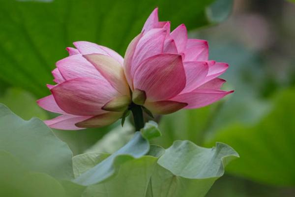 养殖并蒂莲的要点，养在通风处可以减少病虫害