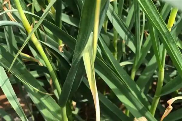 大蒜种植过晚的后果,容易出现无薹蒜、二次生长等情况