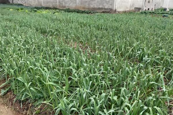 大蒜种植过晚的后果,容易出现无薹蒜、二次生长等情况