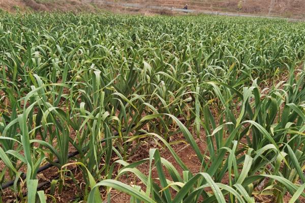 大蒜种植过晚的后果,容易出现无薹蒜、二次生长等情况