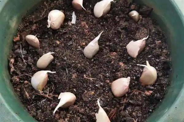 大蒜种植过晚的后果,容易出现无薹蒜、二次生长等情况