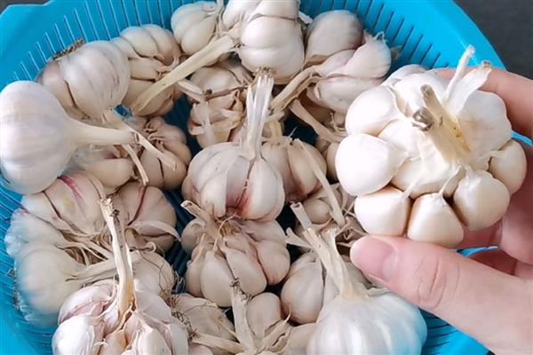 大蒜种植过晚的后果,容易出现无薹蒜、二次生长等情况