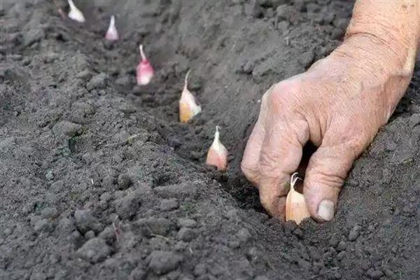 大蒜种植过晚的后果,容易出现无薹蒜、二次生长等情况