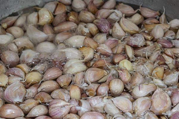 大蒜种植过晚的后果,容易出现无薹蒜、二次生长等情况