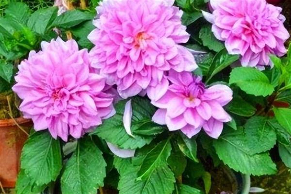 夏季高温天气怎么养殖大丽花，对花盆和地面喷水可以降温增湿