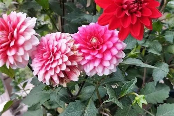 夏季高温天气怎么养殖大丽花，对花盆和地面喷水可以降温增湿