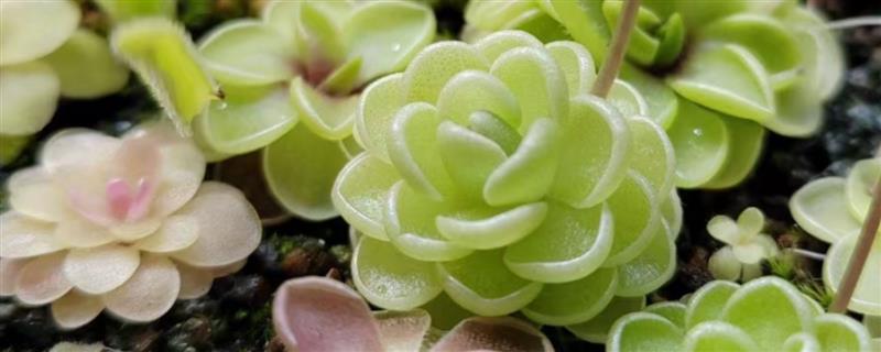 捕虫堇的养殖方法，生长阶段让盆土保持湿润