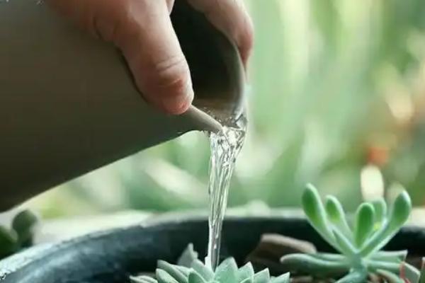 捕虫堇的养殖方法，生长阶段让盆土保持湿润