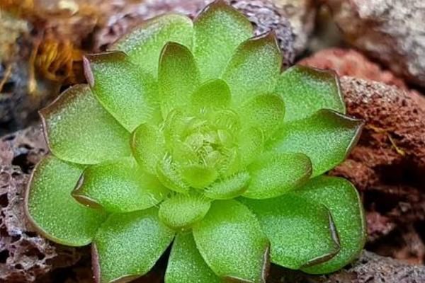 捕虫堇的养殖方法，生长阶段让盆土保持湿润