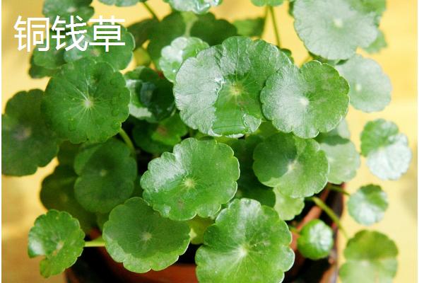 什么植物适合做植物观察，推荐绿萝、铜钱草等