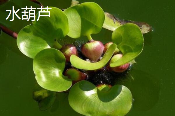 什么植物适合做植物观察，推荐绿萝、铜钱草等