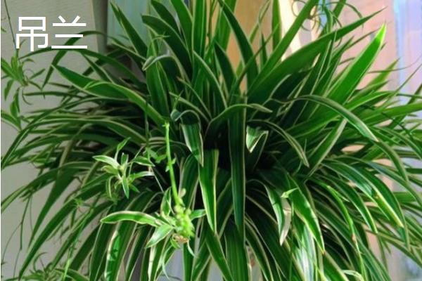 什么植物适合做植物观察，推荐绿萝、铜钱草等