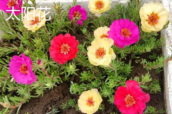 什么植物适合做植物观察，推荐绿萝、铜钱草等