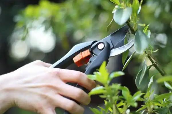 什么植物适合做植物观察，推荐绿萝、铜钱草等