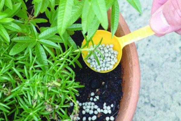 什么植物适合做植物观察，推荐绿萝、铜钱草等