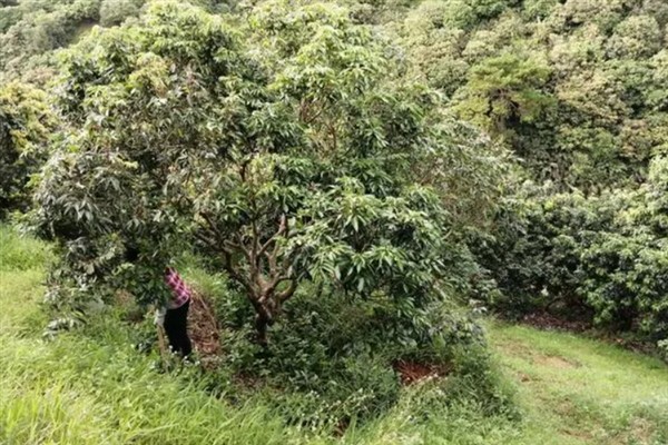 妃子笑荔枝怎么管理，适时喷施瓜果壮蒂灵可提高坐果率