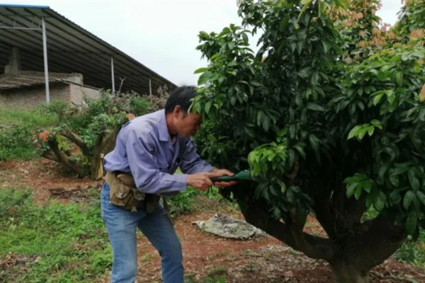 妃子笑荔枝怎么管理，适时喷施瓜果壮蒂灵可提高坐果率