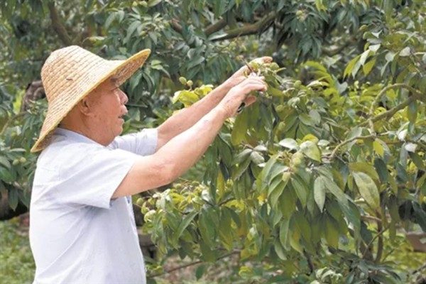 妃子笑荔枝怎么管理，适时喷施瓜果壮蒂灵可提高坐果率