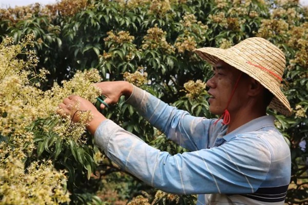妃子笑荔枝怎么管理，适时喷施瓜果壮蒂灵可提高坐果率