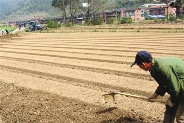 如何种植核桃树苗，把幼苗放入坑中再一边填土一边踩实