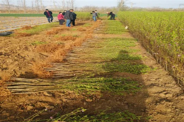 如何种植核桃树苗，把幼苗放入坑中再一边填土一边踩实