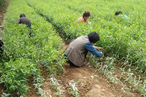 如何种植核桃树苗，把幼苗放入坑中再一边填土一边踩实