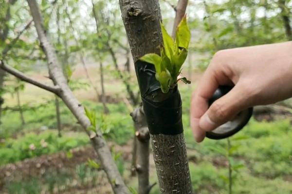 如何种植核桃树苗，把幼苗放入坑中再一边填土一边踩实
