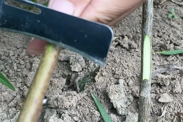 如何种植核桃树苗，把幼苗放入坑中再一边填土一边踩实