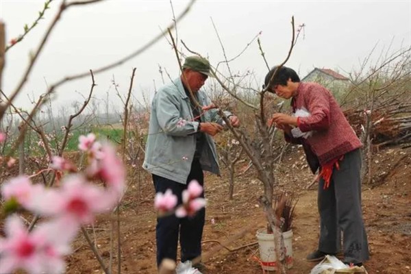 如何种植核桃树苗，把幼苗放入坑中再一边填土一边踩实