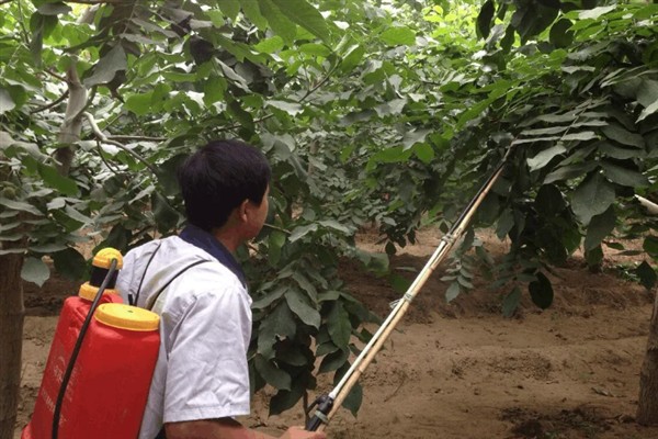 如何种植核桃树苗，把幼苗放入坑中再一边填土一边踩实