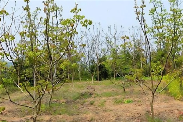 如何种植核桃树苗，把幼苗放入坑中再一边填土一边踩实