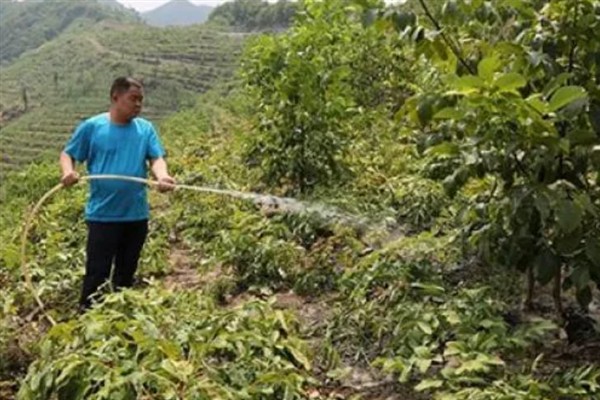 如何种植核桃树苗，把幼苗放入坑中再一边填土一边踩实