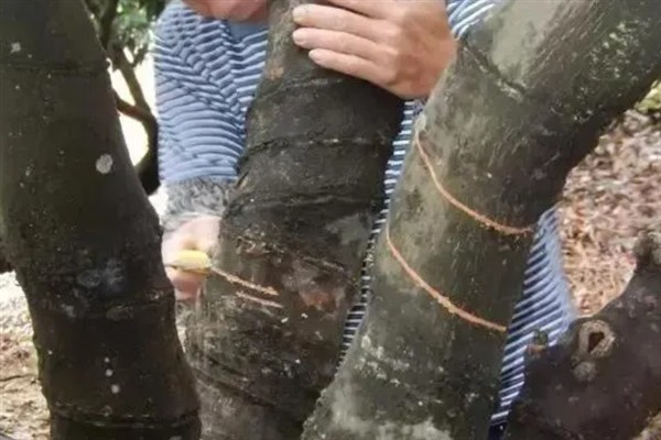 妃子笑荔枝怎么管理，适时喷施瓜果壮蒂灵可提高坐果率